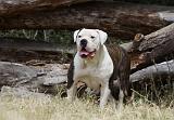 BOULEDOGUE AMERICAIN 063